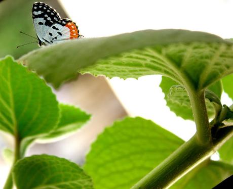 Butterfly In My Balcony: Rainy Season