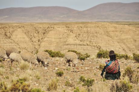 A lady watching her sheep.