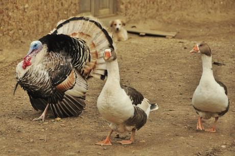 These guys were not happy to see us on their road! Most aggressive Turkey we have ever met.