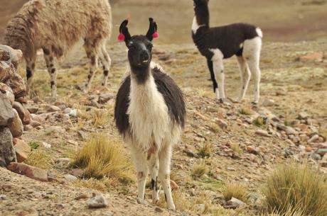 Llama llama showering off her earrings!!