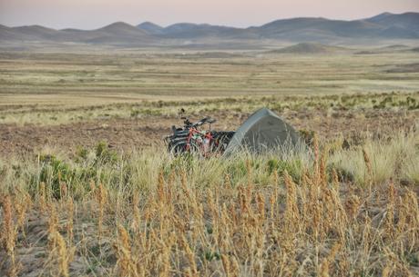 Sleeping in a field of quinoa.