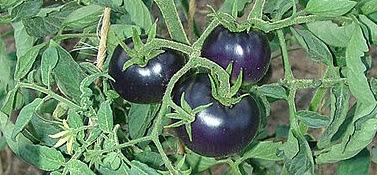 Here's Blue Tomatoes For You