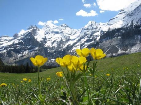 Mountain valley Yellow Flowers