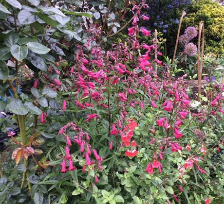 Penstemons and Roses