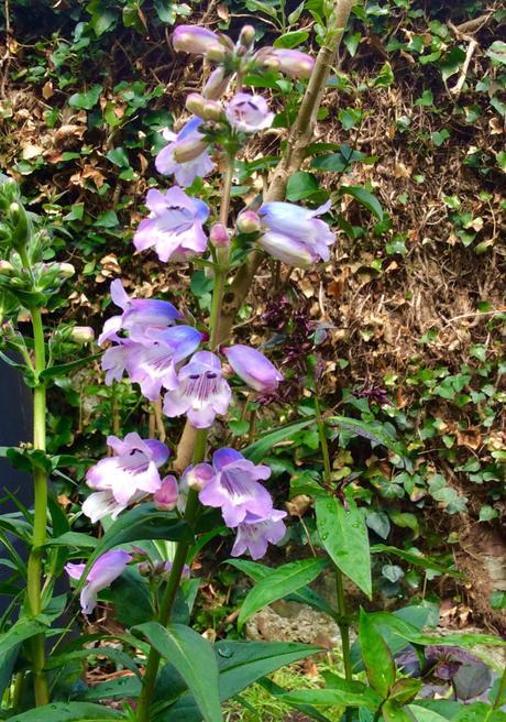 Penstemons and Roses