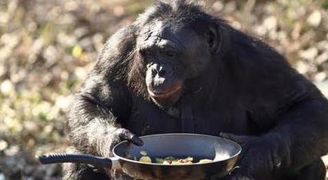 Can chimpanzees cook?