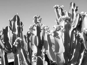 Blogger Interview: Ashley Dow cactuses