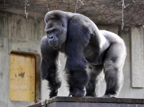 hunky gorilla1