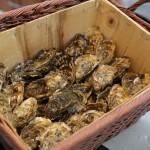 Fresh oysters brought on board the last night