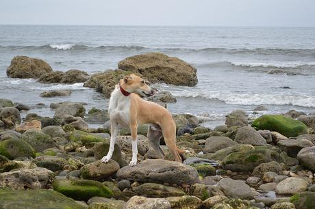 Lurcher