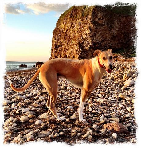 Lurcher