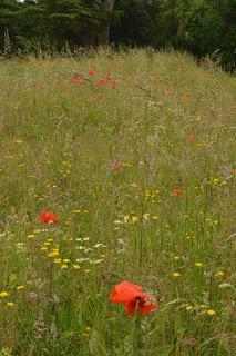 A William Morris inspired wild flower meadow by Dan Pearson