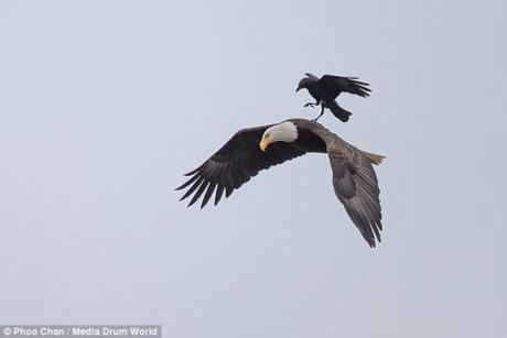 crow-landing-eagle2