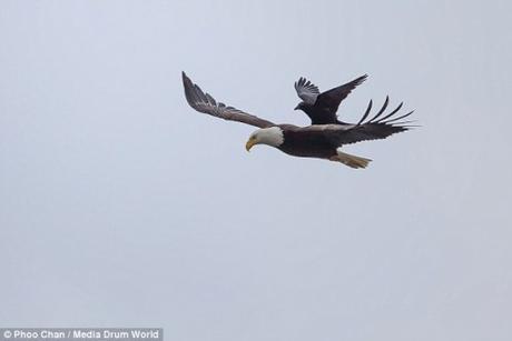 crow-landing-eagle-3
