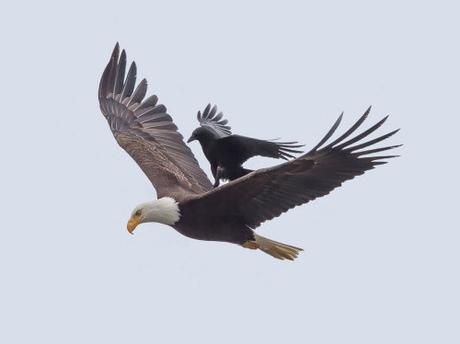 crow-eagle