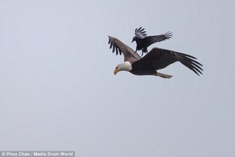 crow-landing-eagle