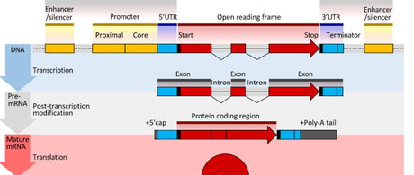 Regulatory DNA that drove human evolution identified