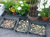 Pickled Onions, Driveway Progress Fattening