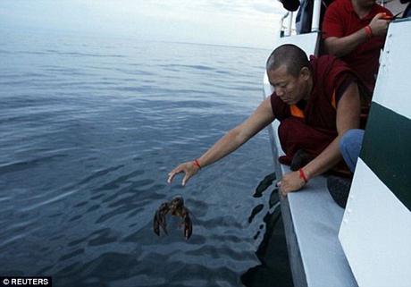 Fang Sheng ritual of compassion ~  releasing non-native crabs and lobsters !!