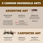 Five Common House Ants Infographic