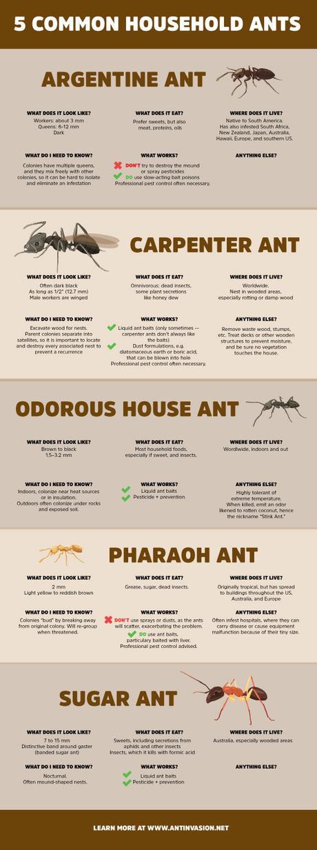 Five Common House Ants Infographic