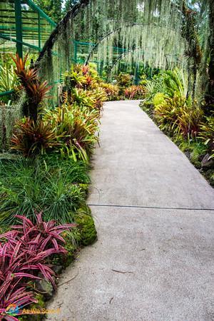 Paths through Singapore Botanic Gardens