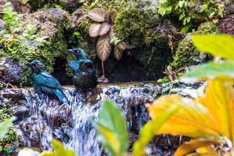 Birds in Singapore Botanic Gardens