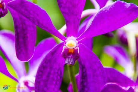 Purple Orchid