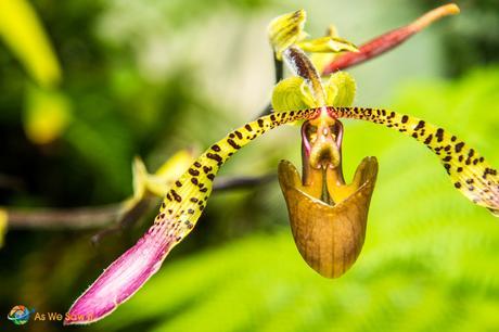 Beautiful elaborate orchid