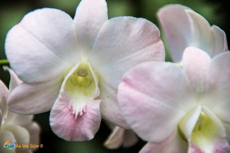 White and pale pink Orchid