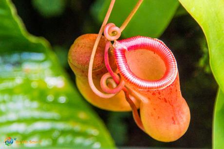 Insect eating orchid