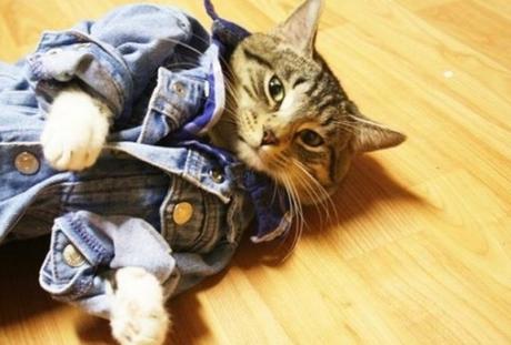 Top 10 Fashionable Cats Wearing Denim