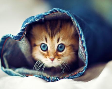 Top 10 Fashionable Cats Wearing Denim