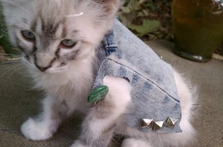 Top 10 Fashionable Cats Wearing Denim