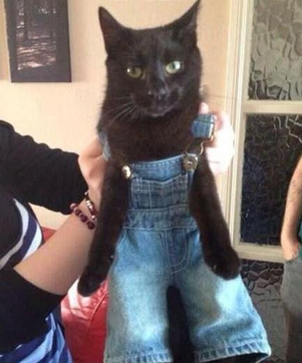 Cat sales wearing jeans