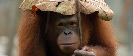 Captivity makes apes smarter