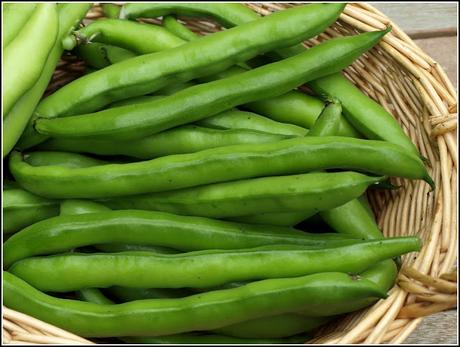 Broad Bean harvest