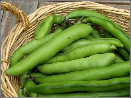 Broad Bean harvest