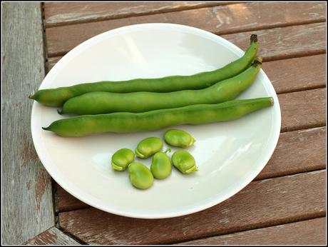 Broad Bean harvest