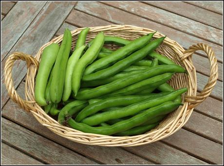 Broad Bean harvest