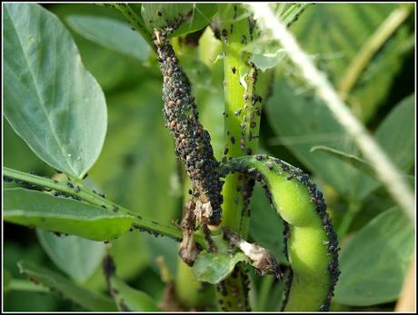 Broad Bean harvest