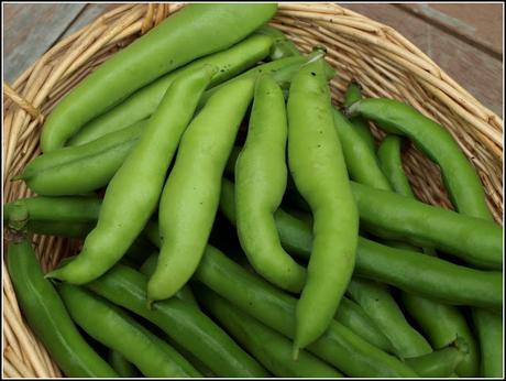 Broad Bean harvest