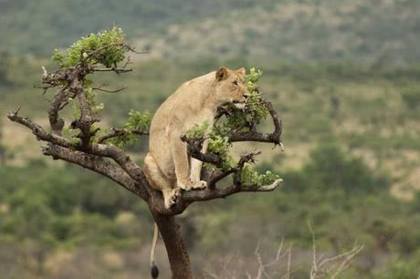 Rwanda imports lions from South Africa KwaZulu- Natal
