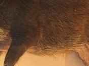 Forest Dept Contemplates Permitting Farmers Shoot Wild Boars