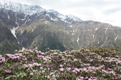 Taken on June 10, 2015 in Great Himalayan National Park (GHNP)