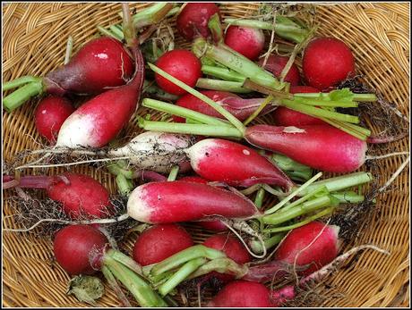 Harvest Monday