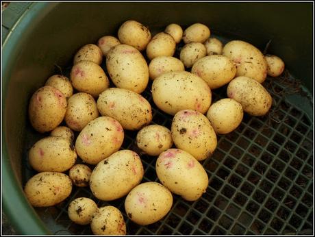 Harvest Monday