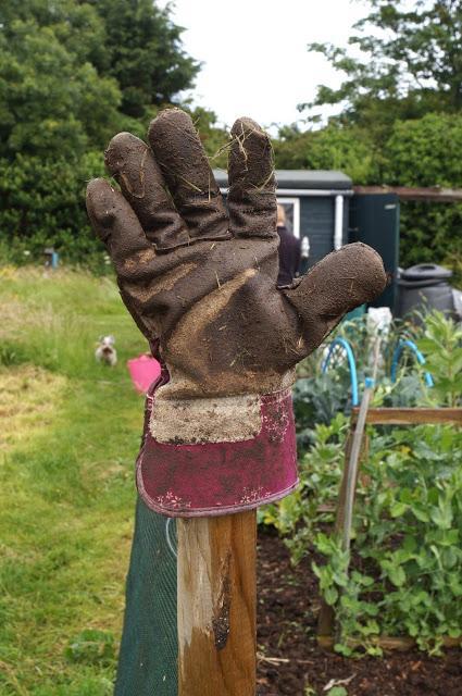 glove on post to dry out- growourown.blogspot.com - an allotment blog