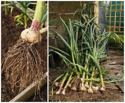 first garlic lifted - growourown.blogspot.com - an allotment blog