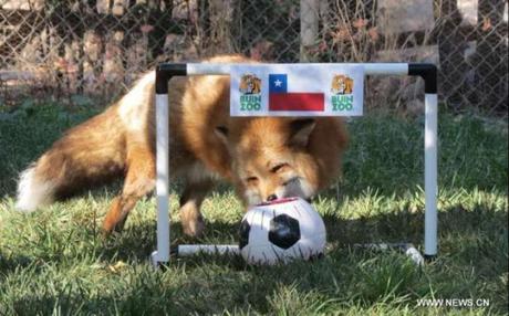Zincha, the mascot of Copa America ...and the psychic red fox